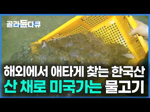 2년 키우면 맛은 절정. 해외에서도 알아버린 한국산 물고기의 정체｜광어 양식｜극한직업｜#골라듄다큐 thumbnail