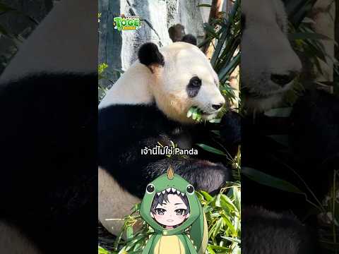จริงๆ แล้วมันไม่ได้ชื่อ Panda | TOGE トゲ thumbnail