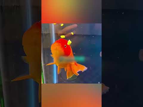 🐠🥚 السمكة الذهبية كانت مريضة… لكن الحقيقة كانت صادمة 😱✨ thumbnail