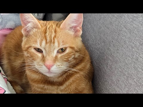 Apollo und Loki sind schneller Freunde als mit Cosmo?! thumbnail