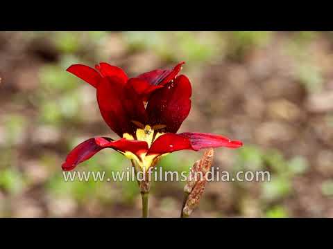 Harlequin Flowers glow with fiery colors as a tiny pollinator visits thumbnail