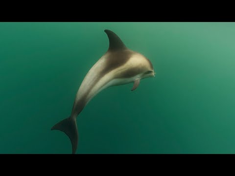 ЗАСНЯЛИ ДЕЛЬФИНА ЗА ПОЛЯРНЫМ КРУГОМ. КУПАЕМСЯ В БАРЕНЦЕВОМ МОРЕ. thumbnail