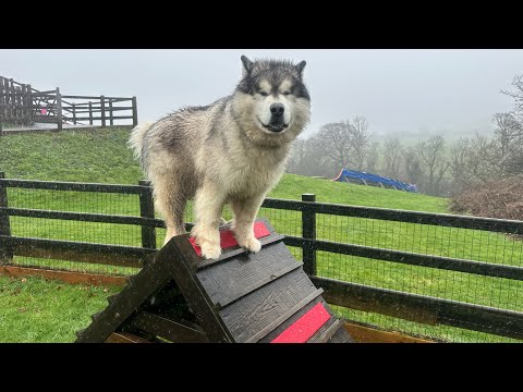 Gentle 'Wolf' Attacks Assault Course! (He's Too Big!!) thumbnail