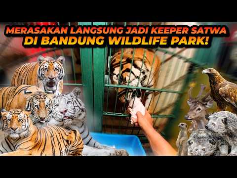 POV KAMU JADI PAWANG DI BANDUNG WILDLIFE PARK! BEGINI RASANYA MERAWAT HARIMAU DAN SATWA2 LAIN! thumbnail