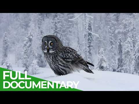 Untamed Lapland: Where Nature Rules the North | Free Documentary Nature thumbnail