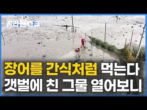 바구니만 챙기면 끝. 지나가다 열어본 그물에 고기가 바글바글｜팔지도 않고 다 회 떠먹는 바닷가 사람들｜한국기행｜#골라듄다큐 thumbnail
