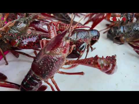 Crayfish Farming Goes Smart in E China thumbnail