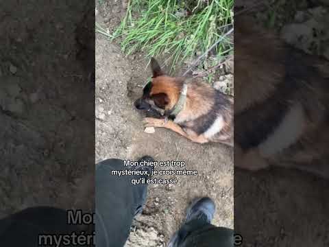 Il est vraiment à part 😭￼ #ades #malinois #chien #trou thumbnail