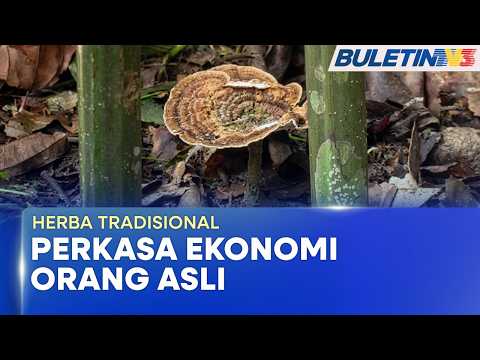 HERBA TRADISIONAL | Pemuliharaan Cendawan Susu Harimau Lonjak Ekonomi Setempat (BU) thumbnail