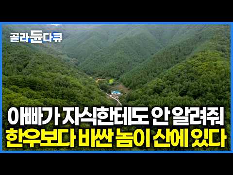 아들한테도 비밀. 작으면 작을수록 좋은 최고급 한우보다 비싼 1등급 산골 송이 채취과정｜극한직업｜#골라듄다큐 thumbnail