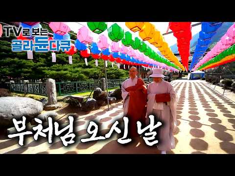 부처님과 함께 보고싶은 옛 스님들 찾아뵙는 날. "너 그때 내 머리 바가지로 깎아놨잖아" 40년 만에 친정 절에서 만나 여고생처럼 웃는 스님들ㅣ한국기행ㅣTV로 보는 #골라듄다큐 thumbnail