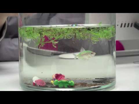 DigitalRev Test: SD Cards Underwater Challenge thumbnail