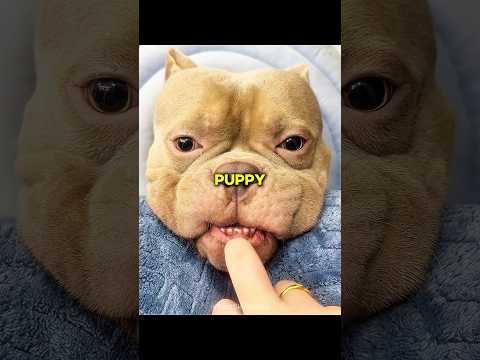 American Bully Puppy? thumbnail