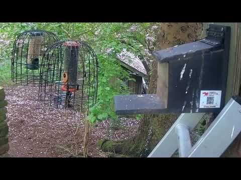 More Live Nature Live Stream thumbnail