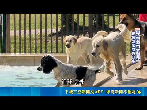 寵物經濟上看15兆! 大廠聘"毛孩試吃員"保品質 ｜三立新聞LIVE thumbnail