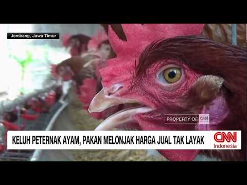 Rupiah Terpuruk, Peternak Ayam dan Produsen Tempe di Ujung Tanduk thumbnail