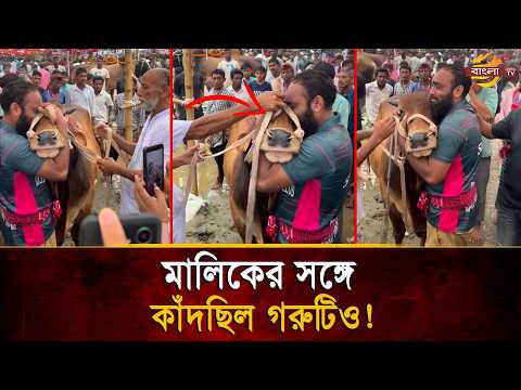 ‘বুকের একটা অংশ যেন ছিঁ/ড়ে চলে যাচ্ছে’, মালিকের সঙ্গে কাঁদছিল গরুটিও! | Bangla TV thumbnail