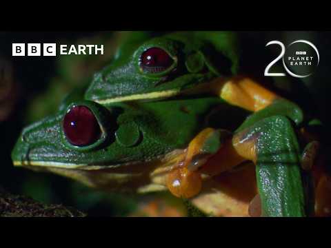 Gliding Leaf Frogs Leap from Treetops to Breed | 20 Years of Planet Earth | BBC Earth thumbnail