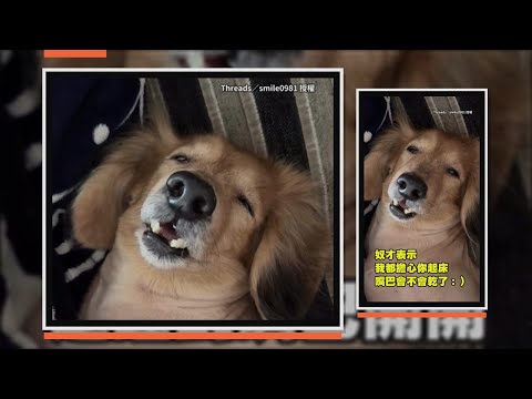 臘腸狗出門洗澡累翻　睡到嘴巴開開還打呼XD thumbnail