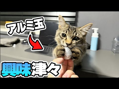 【まるで犬】ボールを取ってくるのが大好きな保護猫 thumbnail