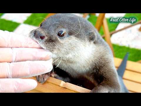 カワウソ流の愛情表現！ロマンチック＜＜＜わちゃわちゃなバレンタイン [元ネタ] Otter Valentine: 10% Romance, 90% Playful Chaos thumbnail