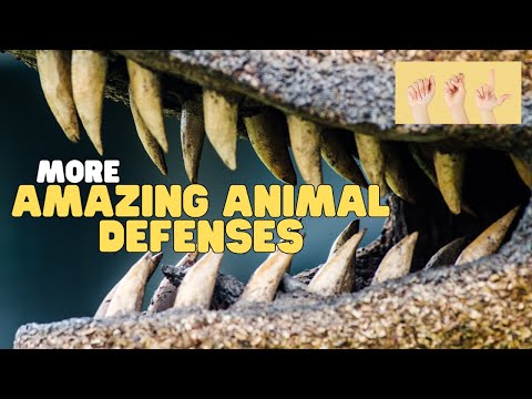ASL More Amazing Animal Defenses thumbnail