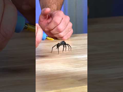 How Do Spider Legs Actually Work? thumbnail