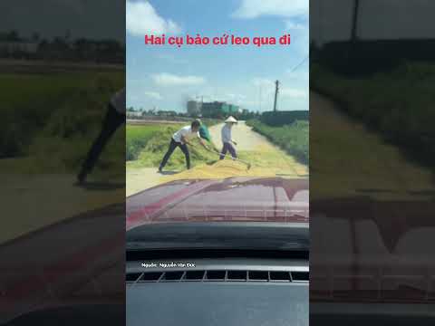 Ngày xưa mùa lúa là mùa ngại nhất, nắng, ngứa, chạy thóc mưa ám ảnh luôn. thumbnail