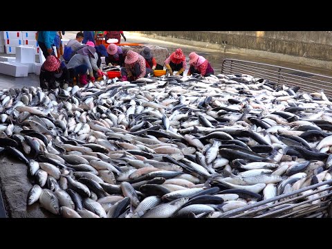 驚艷的! 台灣極鮮美味豐收: 秘境香魚, 烏魚和泰國蝦! / Taiwan’s Delicious Harvest: Sweetfish, Mullet, and River Shrimp thumbnail