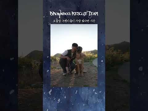 도살장 누렁이가 가장 빛나던 순간 #견생역전_클로이 #누렁이여동생 #견생역전_벤쯔 thumbnail