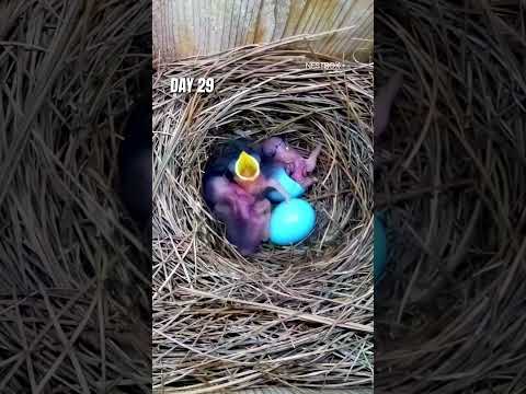 American Bluebird's extraordinary reproduction cycle thumbnail