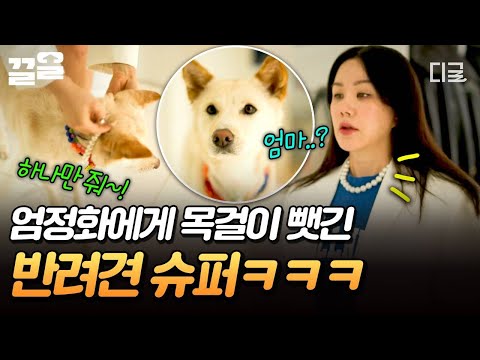 [#온앤오프] 반려견 목걸이도 찰떡 소화하는 엄정화?!ㅋㅋㅋ 아무것도 모르고 얌전히 스틸 당한 슈퍼? thumbnail