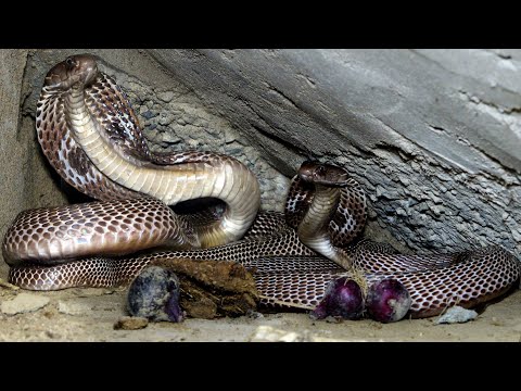 देखिए भयानक काला कोबरा सांप, इस घर में कैसे घात लगाए बैठा था..?? Dangerous Black Cobra Snake Rescue thumbnail