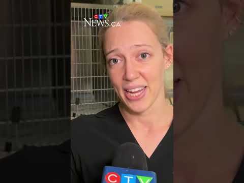 Rare endangered eagle saved by Ottawa animal rescue thumbnail