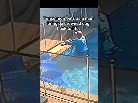 Emotional Moment: Man Brings a Dog Back to Life ❤️ #dog thumbnail