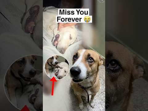 Miss You Forever ? Daisy ❤️ thumbnail