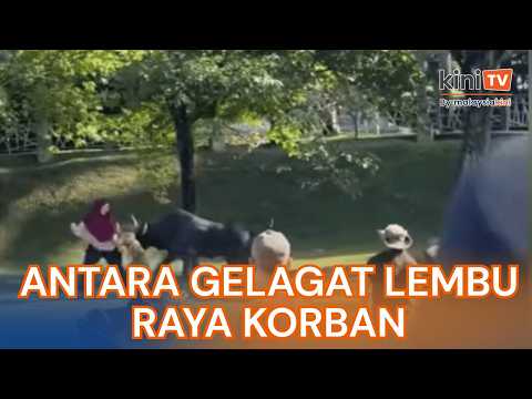 Pelbagai gelagat dan aksi lembu  dirakam sempena korban di Hari Raya Aidiladha thumbnail