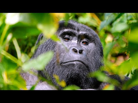 faccia a faccia con i GORILLA in Uganda 🇺🇬 thumbnail