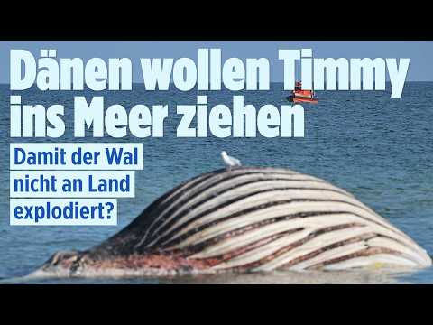 ? WAL TIMMY: Dänen wollen toten Wal ins Meer ziehen – Droht er JETZT zu explodieren? | BILD LIVE thumbnail