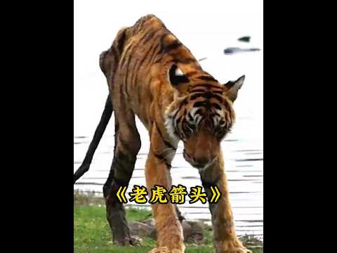 他们说我是伦滕波尔湖区的女王，可我只是一个普通的母亲 #老虎#animals   #tiger thumbnail