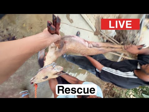 Street Dog Pluto is live thumbnail