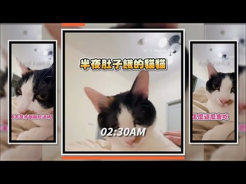 貓貓半夜肚子餓　瘋狂撒嬌求奴才放飯XD thumbnail