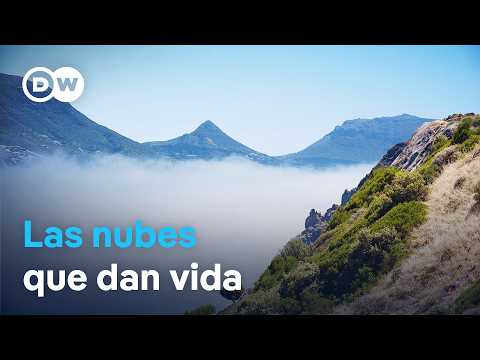 Las nubes mágicas de Ciudad del Cabo - Fuente de vida de la montaña de la Mesa | DW Documental thumbnail