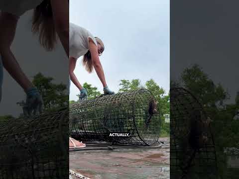 Squirrel Rescued From Alligator! thumbnail