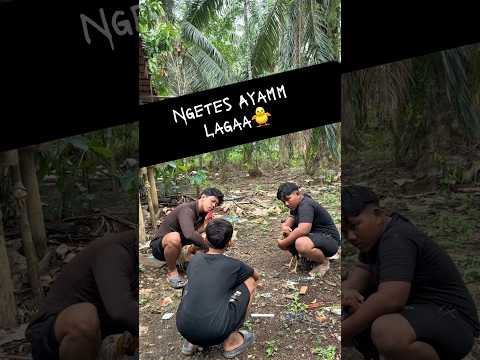 Ayam mamak jadi sasaran ?? thumbnail