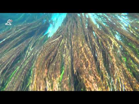 psychedelic underwater view with jimi hendrix little wing cover thumbnail