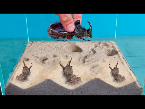 10 HORMIGAS LEÓN vs  ESCARABAJO RINOCERONTE thumbnail