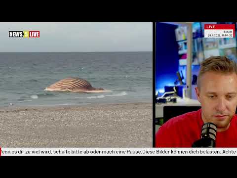 LIVE: Buckelwal Timmy Hope vor Dänemarks Küste thumbnail