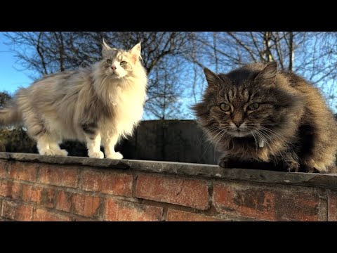 Cats React To Bird In The House! (What Will The Dog Do??) thumbnail