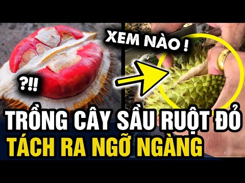 Trồng cây SẦU RIÊNG RUỘT ĐỎ, tới ngày thu hoạch chàng trai khui thử nhận CÁI KẾT THỐN | Tin 3 Phút thumbnail